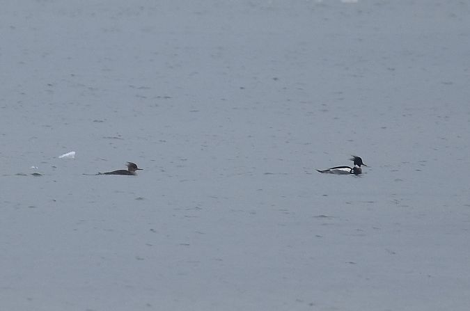 szlachar  - Tomasz Cieślak