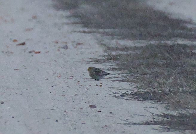 rzepołuch  - Robert Pach