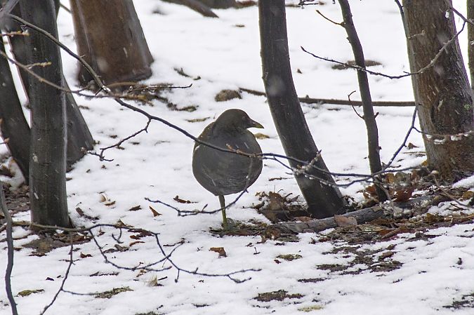 kokoszka  - Robert Pach
