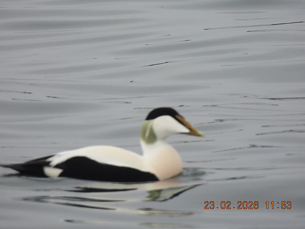 edredon  - Maria Krzyżanowska