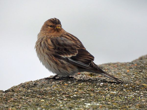 rzepołuch  - Maria Krzyżanowska