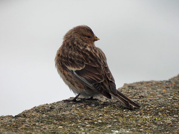 Berghänfling  - Maria Krzyżanowska