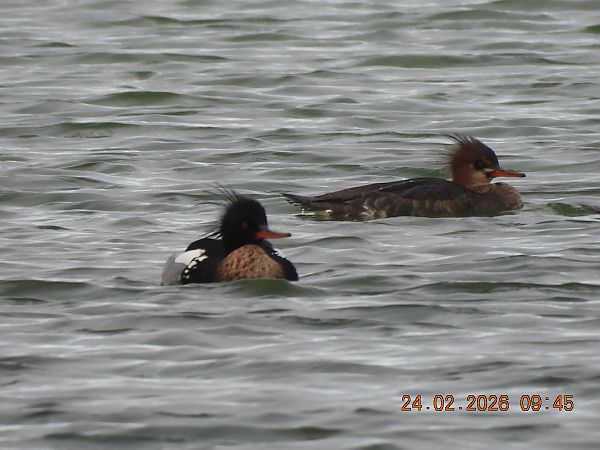 szlachar  - Maria Krzyżanowska
