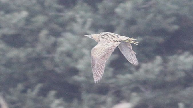 bąk  - Grzegorz Kaczorowski