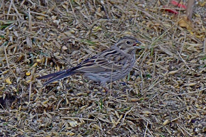 trznadel białogłowy  - Janusz Mendrala