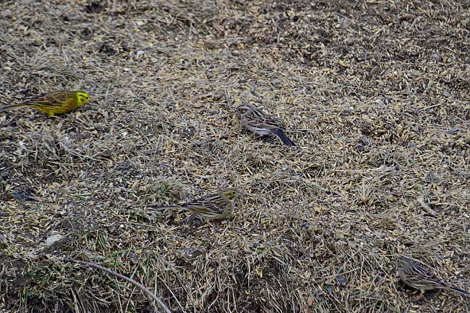 Fichtenammer  - Janusz Mendrala