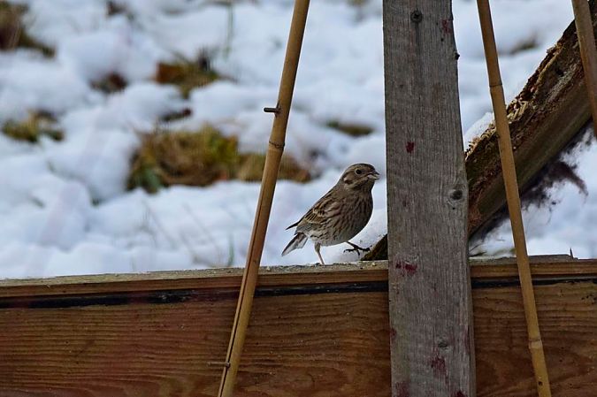 trznadel białogłowy  - Janusz Mendrala