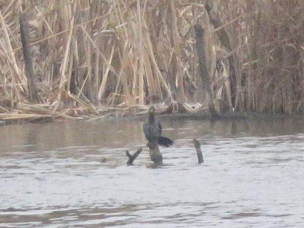 kormoran mały  - Dariusz Piechota