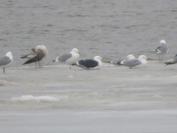 mewa żółtonoga (ssp. fuscus)  - Dariusz Piechota