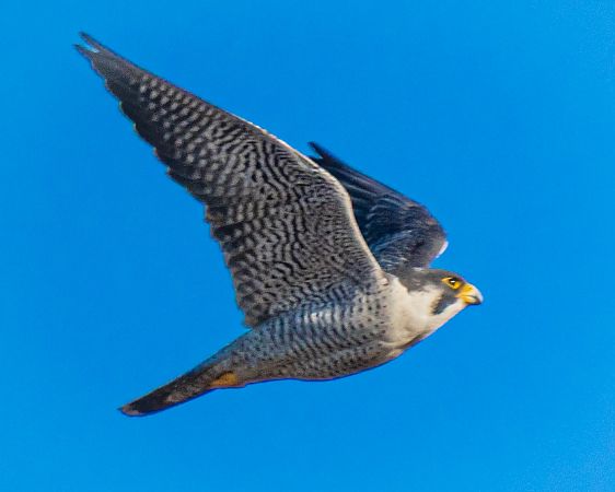 Wanderfalke  - Michal Jadzyn