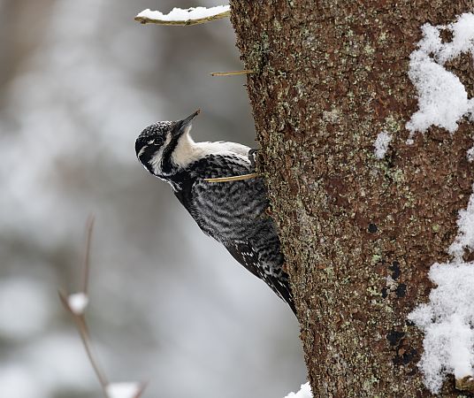 dzięcioł trójpalczasty  - Piotr Główczyk