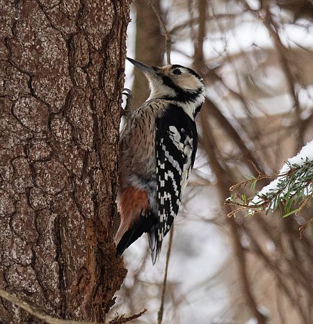 dzięcioł białogrzbiety  - Piotr Główczyk