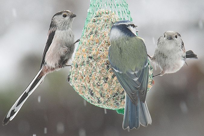 raniuszek (czarnobrewy, ssp. europaeus)  - Marek Pach