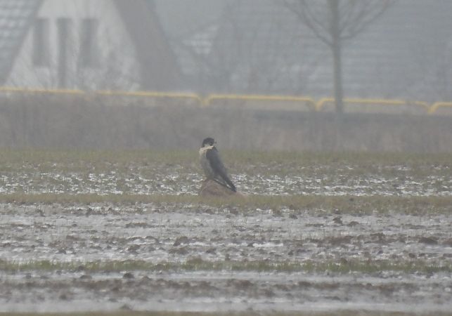 sokół wędrowny  - Artur Staszewski