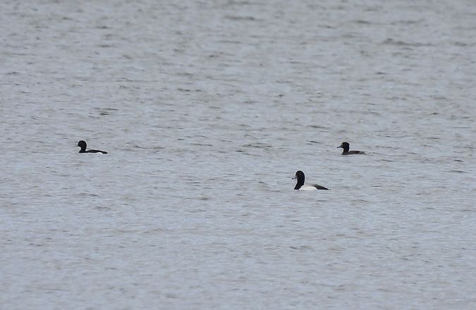 ogorzałka  - Artur Staszewski