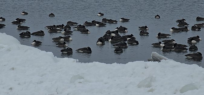 bernikla kanadyjska  - Eliza Suchozebrska