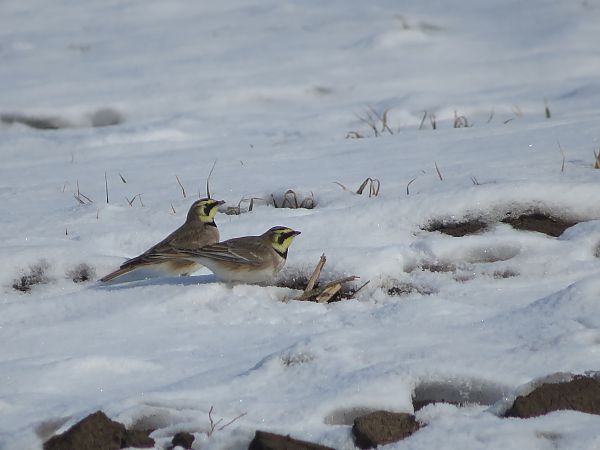 Ohrenlerche  - Piotr Kawa