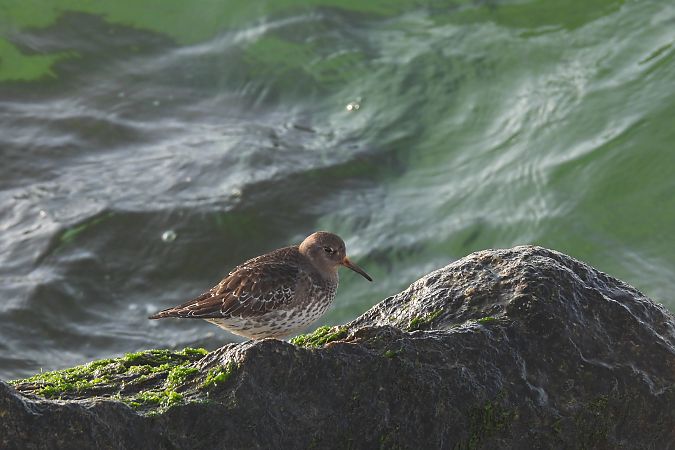 Meerstrandläufer  - Marek Ziółkowski