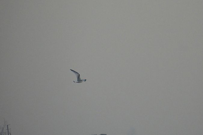 Dreizehenmöwe  - Marek Ziółkowski