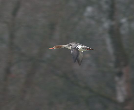 szlachar  - Szymon Mazgaj