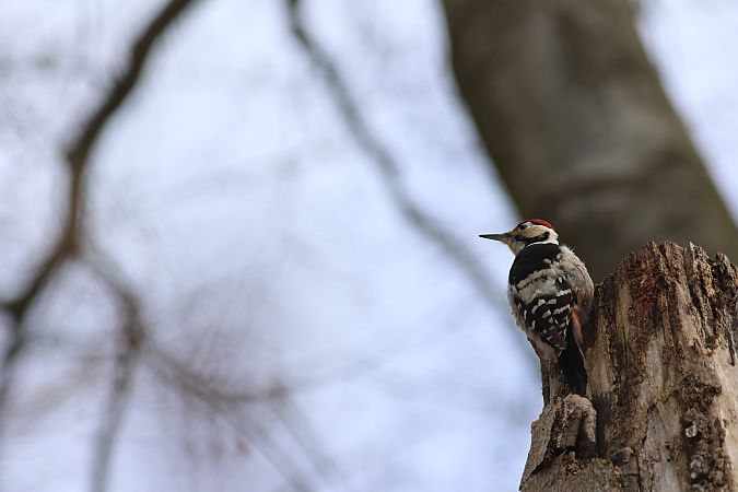 Weissrückenspecht  - Szymon Mazgaj