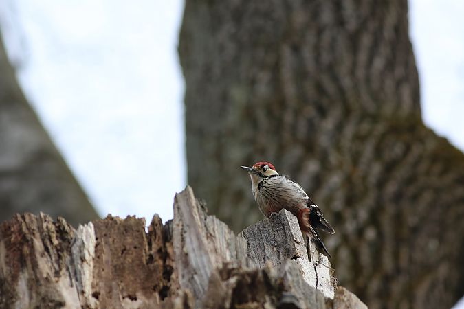 Pic à dos blanc  - Szymon Mazgaj