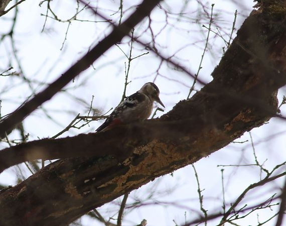 Pic à dos blanc  - Szymon Mazgaj