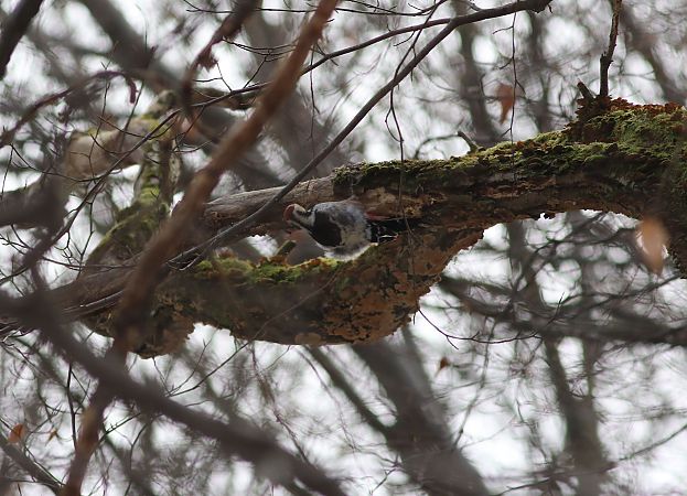 Weissrückenspecht  - Szymon Mazgaj