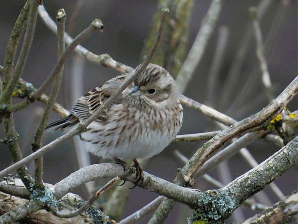 trznadel białogłowy  - Leszek Stankiewicz