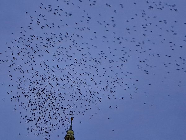 gawron  - Tomasz Zarzycki