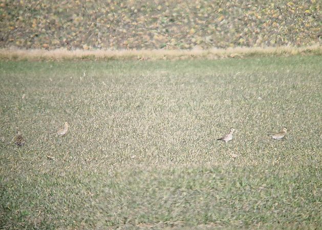 siewka złota  - Tomasz Zarzycki