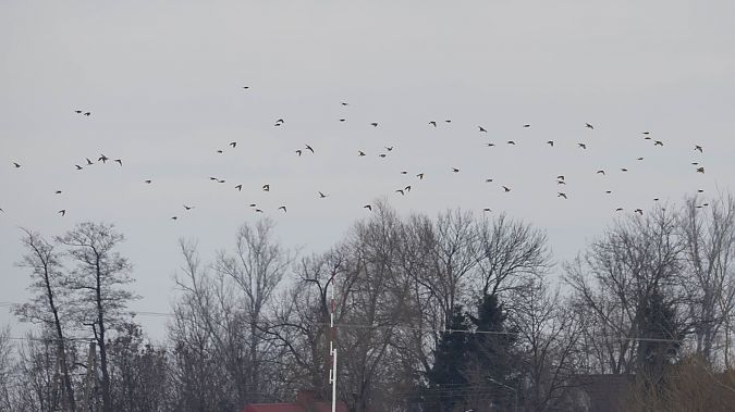 skowronek  - Katarzyna Matusik