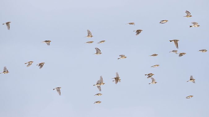 skowronek  - Katarzyna Matusik