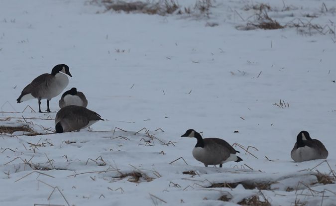 Kanadagans  - Grzegorz Neubauer