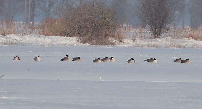 bernikla kanadyjska  - Grzegorz Neubauer