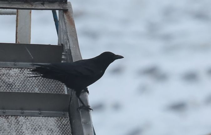 czarnowron  - Grzegorz Neubauer