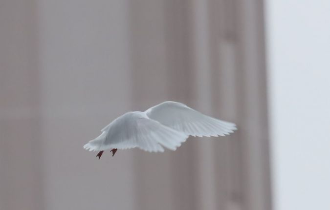 mewa czarnogłowa  - Grzegorz Neubauer