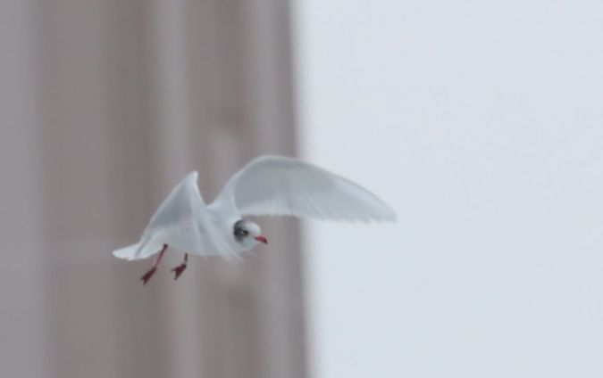 mewa czarnogłowa  - Grzegorz Neubauer