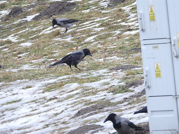 czarnowron x wrona siwa  - Sławomir Karpicki