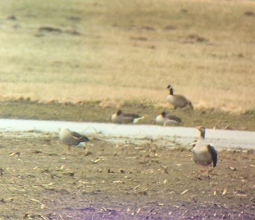 bernikla kanadyjska  - Anonim