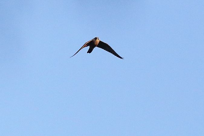 sokół wędrowny  - Anonim