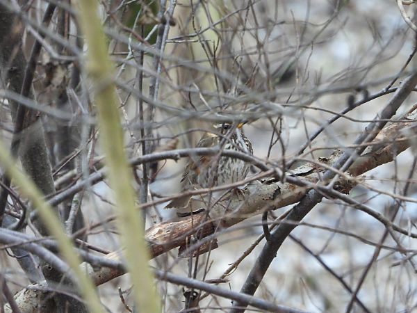 droździk  - Sławomir Karpicki