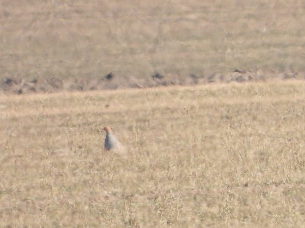 kuropatwa  - Sławomir Karpicki