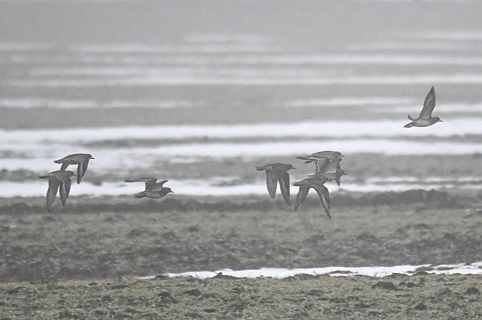 siewka złota  - Daniel Stasiowski