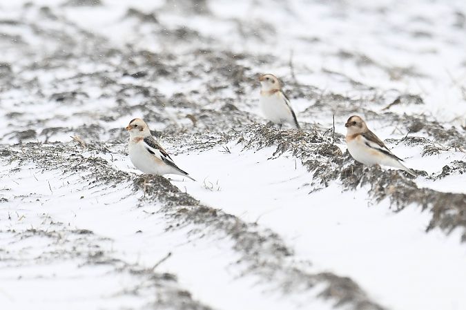 śnieguła  - Daniel Stasiowski