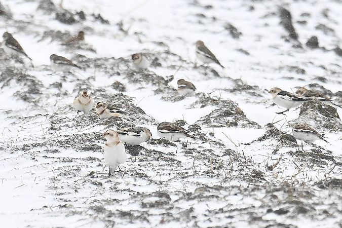 Schneeammer  - Daniel Stasiowski