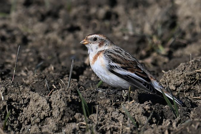 Schneeammer  - Daniel Stasiowski