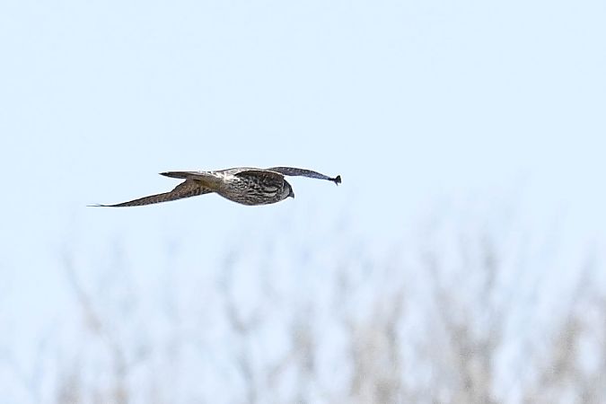 Wanderfalke  - Daniel Stasiowski