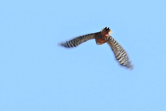 Weissrückenspecht  - Daniel Stasiowski