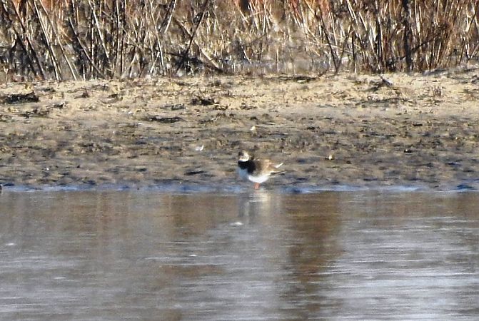 sieweczka obrożna  - Magdalena Traciłowska
